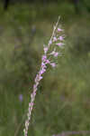 Fewflower blazing star